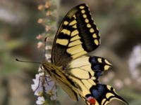 Papilio machaon Gergeri, Crete, Greece 20110928B (24)