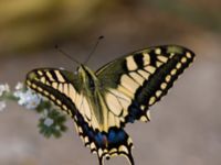 Papilio machaon Gergeri, Crete, Greece 20110928B (4)