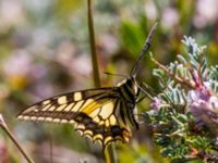 Papilio machaon Nemrut Dagi, Turkey 20120704B 028