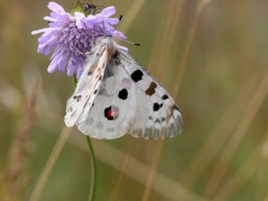 Parnassius apollo - Apollo Butterfly - Apollofjäril