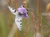 Parnassius apollo Snörum, Västervik, Småland, Sweden 20150712_0011