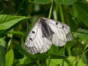 Parnassius mnemosyne - Clouded Apollo - Mnemosynefjäril