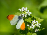 Anthocharis cardamine male Fuktängen, Klagshamns udde, Malmö, Skåne, Sweden 20170521_0071