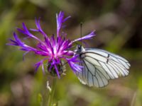 Aporia crataegi Nemrut Dagi, Turkey 20120704B 192