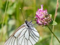 Aporia crataegi Vackerslätt, Nybro, Småland, Sweden 20150704_1349