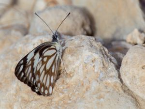 Belenois aurota - Brown-veined White - Brunribbad vitfjäril