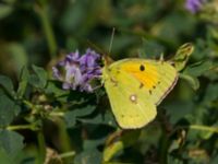 Colias croceus Bräcke mölla, Nyhamnsläge, Höganäs, Skåne, Sweden 20190807_0015