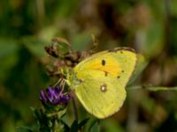 Colias croceus Bräcke mölla, Nyhamnsläge, Höganäs, Skåne, Sweden 20190807_0016