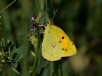 Colias croceus Bräcke mölla, Nyhamnsläge, Höganäs, Skåne, Sweden 20190807_0045