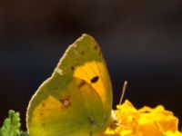 Colias croceus Elounda, Crete, Greece 20130705B 051