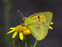 Colias croceus Etna Nord, Sicily, Italy 20110806B 994