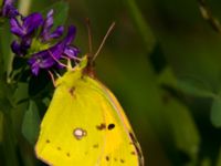 Colias croceus Fulltofta, Hörby, Skåne, Sweden 20120820B 049