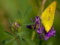 Colias croceus Fulltofta, Hörby, Skåne, Sweden 20120820B 061