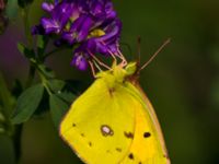 Colias croceus Fulltofta, Hörby, Skåne, Sweden 20120820B 064