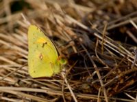 Colias croceus Van southern marshes, Turkey 20120703 457