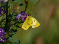 Colias hyale Bräcke mölla, Nyhamnsläge, Höganäs, Skåne, Sweden 20190807_0071