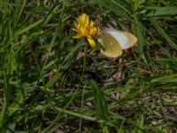 Colias palaeno Lillåbron, Umeå, Västerbotten, Sweden 20150711_0628