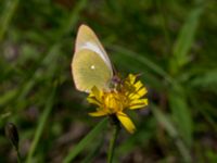 Colias palaeno Lillåbron, Umeå, Västerbotten, Sweden 20150711_0640