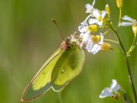 Colias palaeno Vounajåkka, Jukkasjärvi, Kiruna, Torne lappmark, Lappland, Sweden 20150710_0098