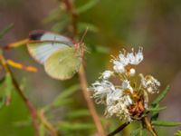 Colias palaeno et Rhododendron tomentosum Väster-Sortmyran, Sävar, Umeå, Västerbotten, Sweden 20150706_0294