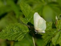 Gonepteryx rhamni female Tveta vattenverk, Mörbylånga, Öland, Sweden 20150606_0050