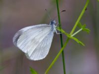 Leptidea juvernica Bråfors, Norberg, Västmanland, Sweden 20150705_0987