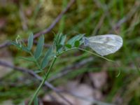 Leptidea juvernica Götafors, Vaggeryd, Småland, Sweden 20190607_0610