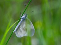 Leptidea sinapis Vitberget, Älvsbyn, Norrbotten, Sweden 20150711_0605