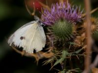 Pieris brassicae Demergy, Crimea, Russia 20150918_0030