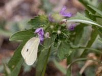 Pieris brassicae Inkerman, Crimea, Russia 20150913_0160