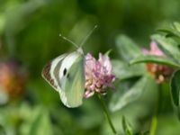 Pieris brassicae Krasnaja Poljana, Krasnodar, Russia 20160908_0801