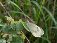 Pieris brassicae Lagunens småbåtshamn, Ribersborg, Malmö, Skåne, Sweden 20160725_0044