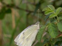 Pieris brassicae Lagunens småbåtshamn, Ribersborg, Malmö, Skåne, Sweden 20160725_0047