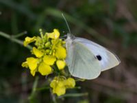 Pieris brassicae Leråkra, Flädie, Lomma, Skåne, Sweden 20160715_0027