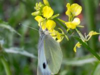 Pieris brassicae Leråkra, Flädie, Lomma, Skåne, Sweden 20160715_0028