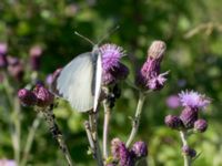 Pieris brassicae Rosenhällvägen, Hilleshög, Landskrona, Skåne, Sweden 20160711_0064