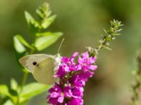 Pieris brassicae Shirokaya Shchel, Krasnodar, Russia 20160911_0893