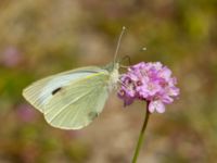 Pieris brassicae Stenshuvud, Simrishamn, Skåne, Sweden 20180706_0070