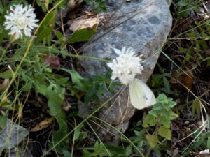 Pieris mannii - Southern Small White