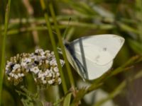 Pieris rapae Borrebacke, Klagshamn, Malmö, Skåne, Sweden 20220629_0050