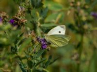 Pieris rapae Bräcke mölla, Nyhamnsläge, Höganäs, Skåne, Sweden 20190807_0034