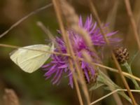 Pieris rapae Lertagsdammen, Klagshamns udde, Malmö, Skåne, Sweden 20220730_0002