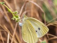 Pieris rapae Lertagsdammen, Klagshamns udde, Malmö, Skåne, Sweden 20230624_0101