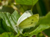 Pieris rapae Måryd fd fälad, Lund, Skåne, Sweden 20180624_0124