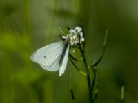 Pieris rapae N Strandhem, Bunkeflo strandängar, Malmö, Skåne, Sweden 20170521_0056