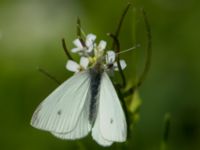 Pieris rapae N Strandhem, Bunkeflo strandängar, Malmö, Skåne, Sweden 20170521_0060