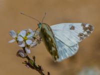 Pontia edusa Ashalim, Israel 20130327B 232