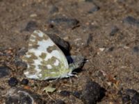 Pontia edusa Olinovki, Crimea, Russia 20150911_0337