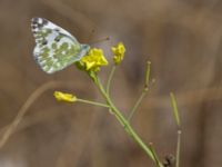 Pontia edusa Olinovki, Crimea, Russia 20150911_0504