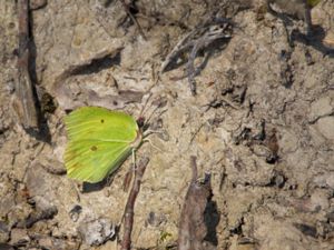 Gonepteryx rhamni - Brimstone - Citronfjäril